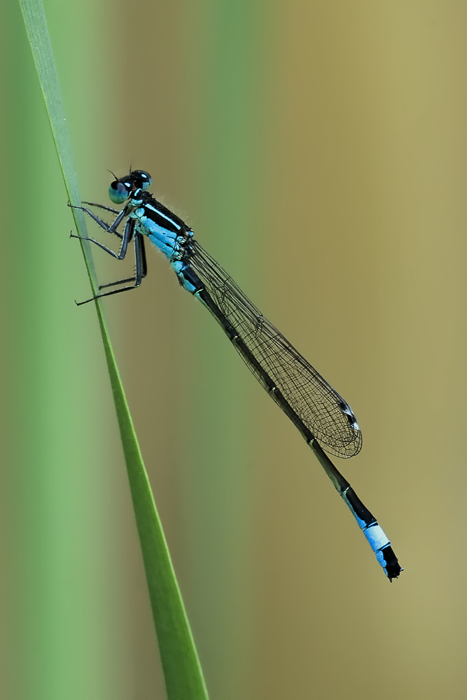 Libelle