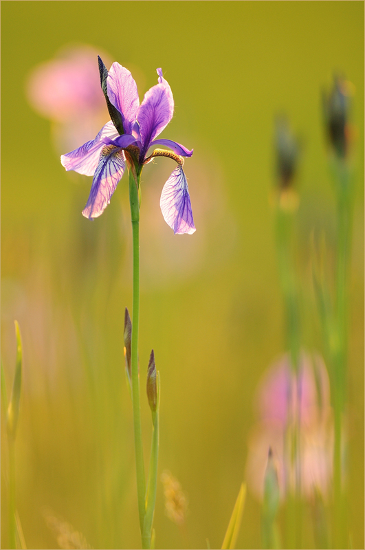 Iris im Abendlicht