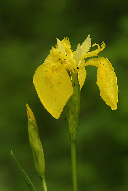Gelbe Iris