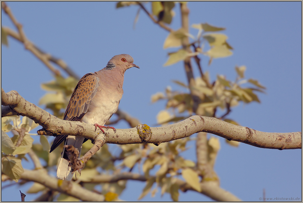 hoch im Baum... Turteltaube *Streptopelia turtur*