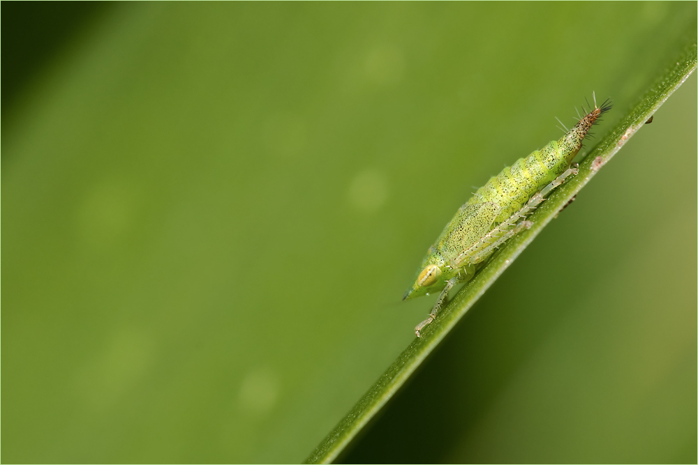 Alien im Garten