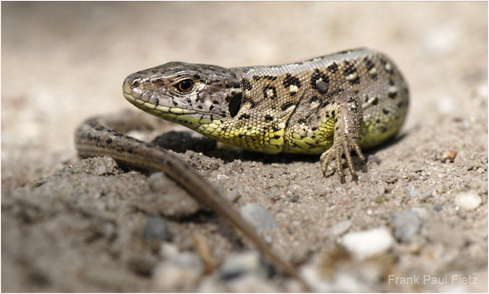 Zauneidechse - Lacerta agilis