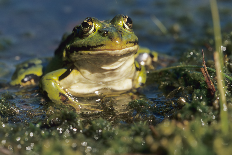 Teichfrosch (Rana_kl._esculenta)
