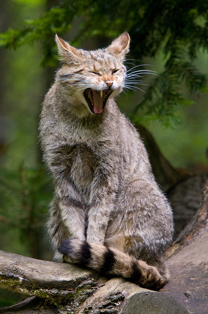 Wildkatze (Felis silvestris)