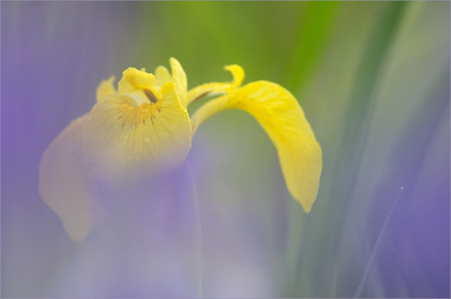 Durch die Blume