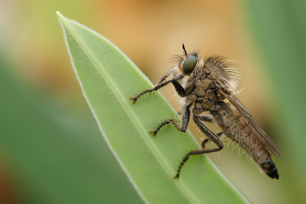 Dysmachus trigonus