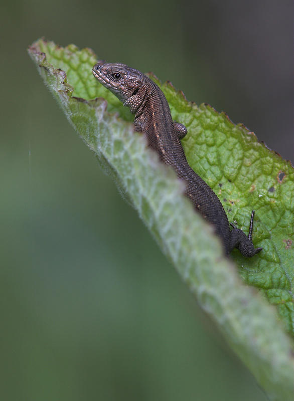 Waldeidechse (Zootoca vivipara)