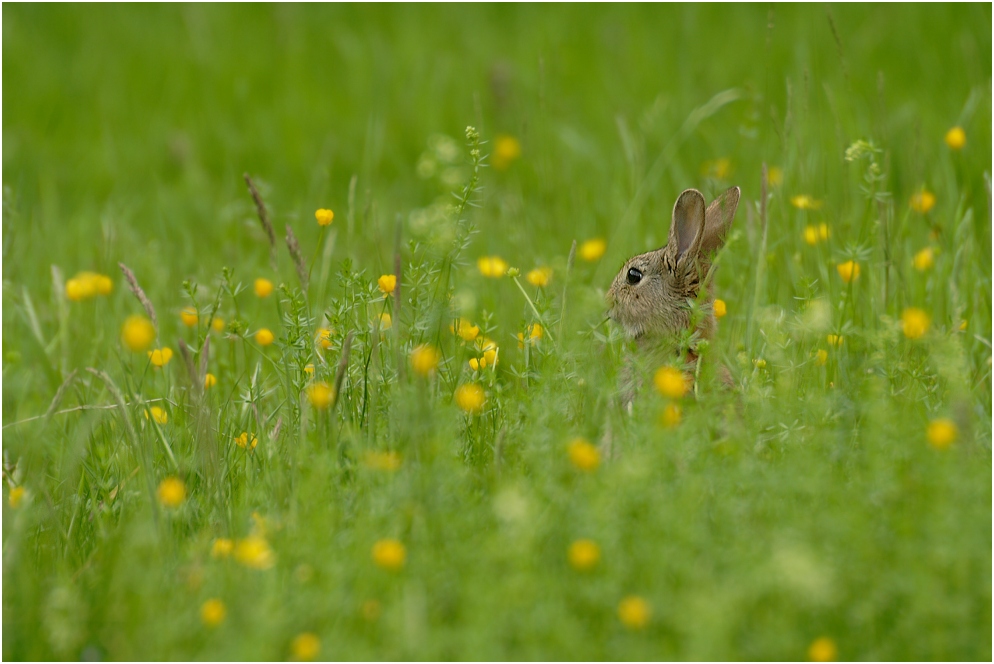 Wildkaninchen (Oryctolagus cuniculus)