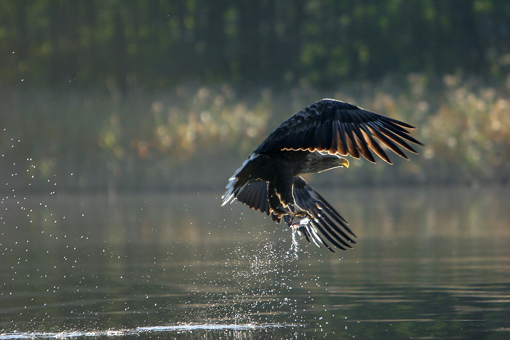 seeadler