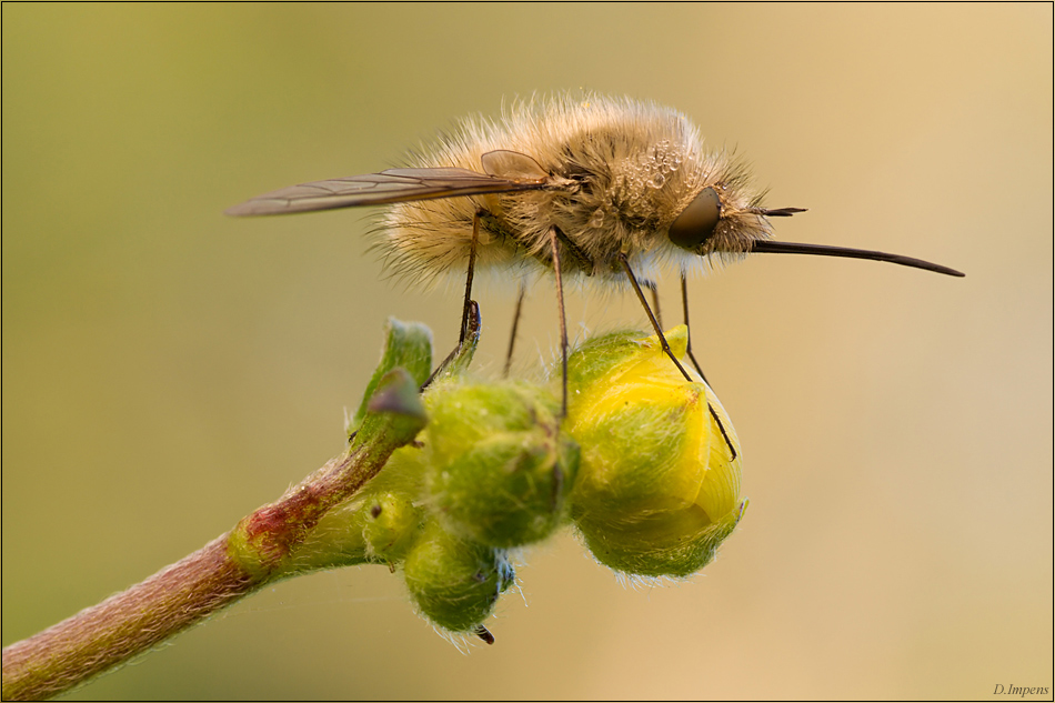 ***Mein erster....***