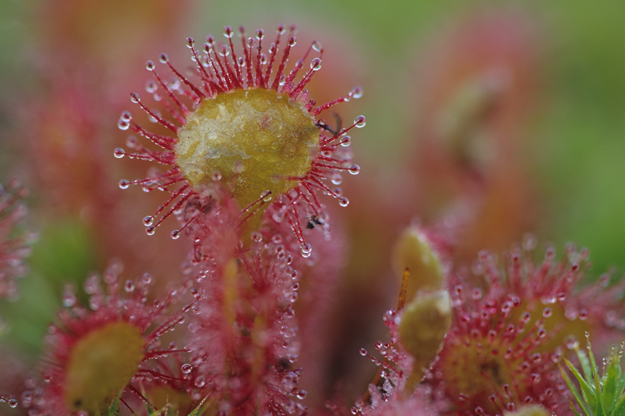 Rundblättriger Sonnentau (Drosera rotundifolia)