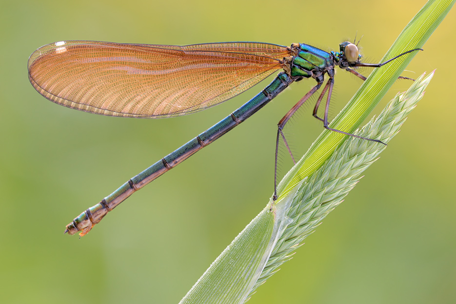 ~Blauflügel Prachtlibelle~