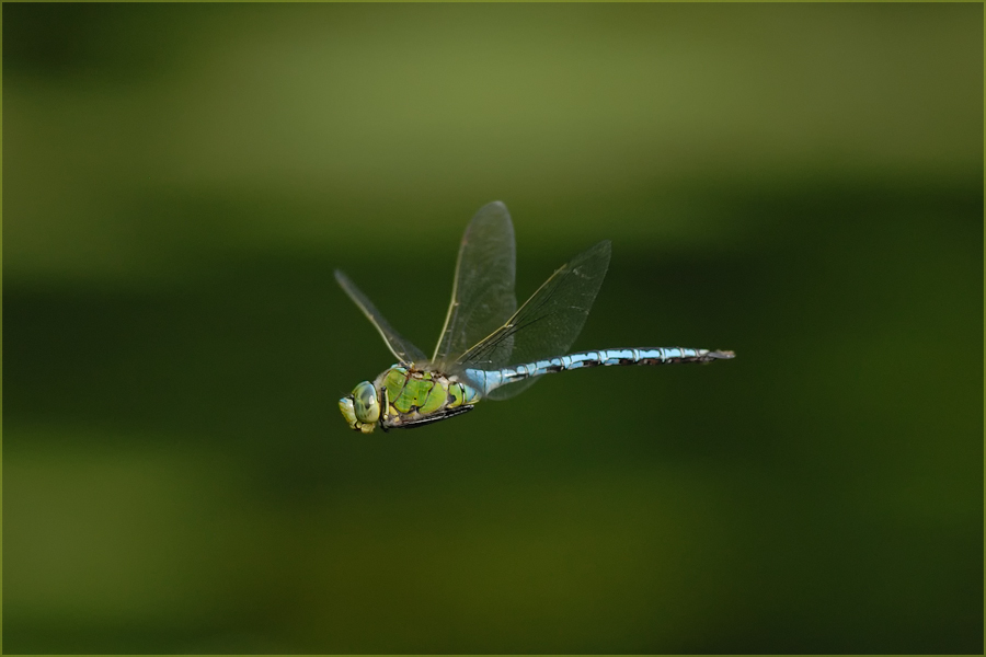 Anax Imperator