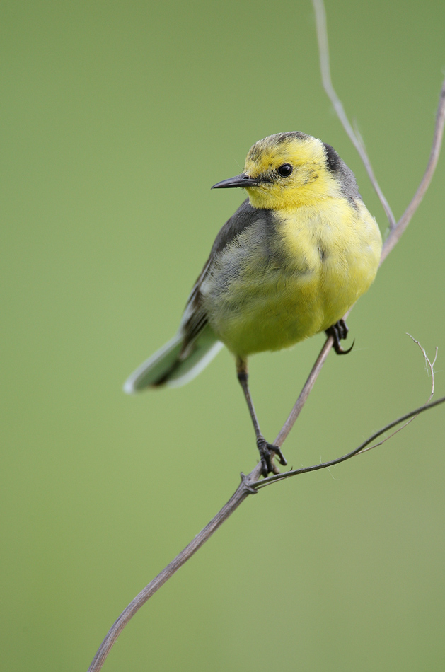 Zitronenstelze (Motacilla citreola)