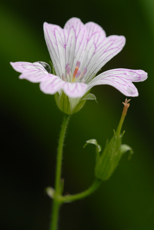 Storchschnabel