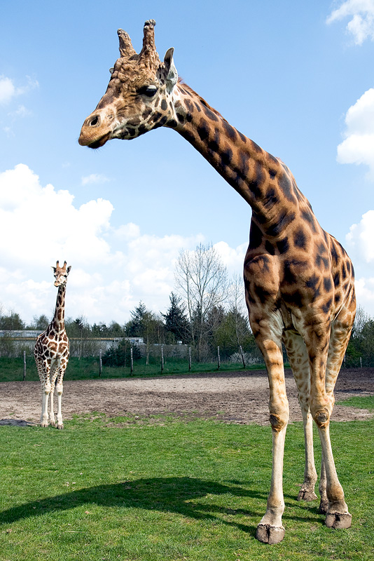 Giraffe (Forum für Naturfotografen)