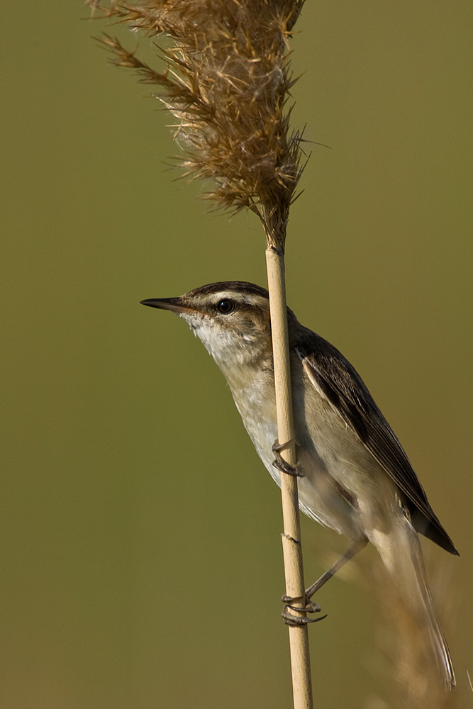 Schilfrohrsänger (Acrocephalus schoenobaenus)