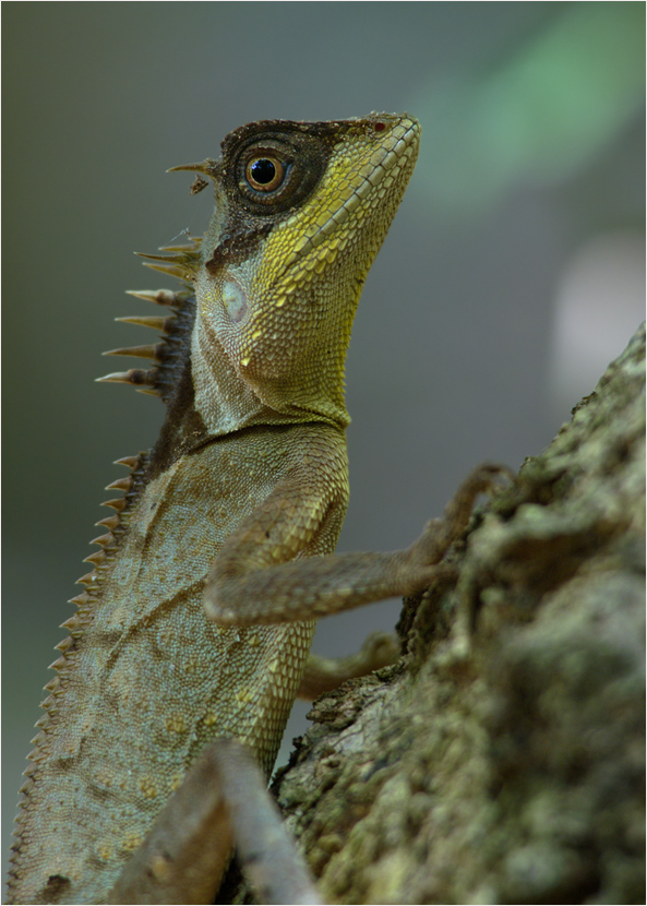 Horned Tree Lizard