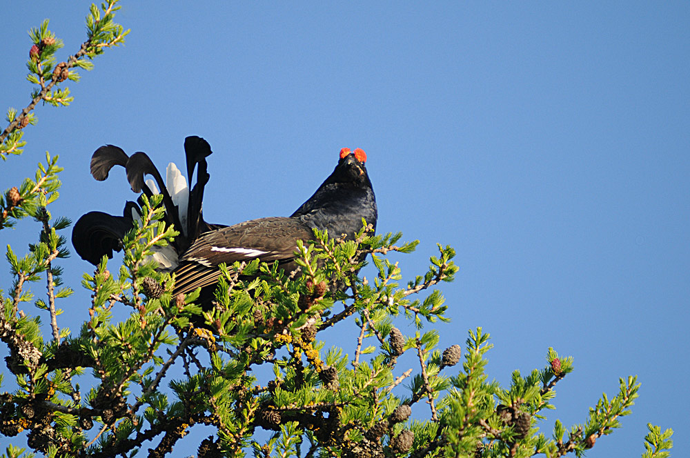 Birkhahn