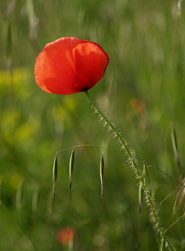 ~ Mohnblume V ~
