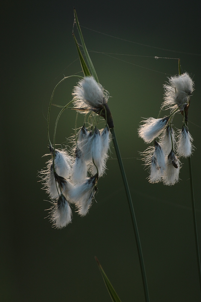 Breitblättriges Wollgras - Eriophorum latifolium