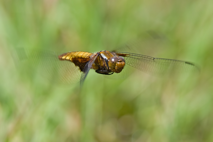 Plattbauch im Flug