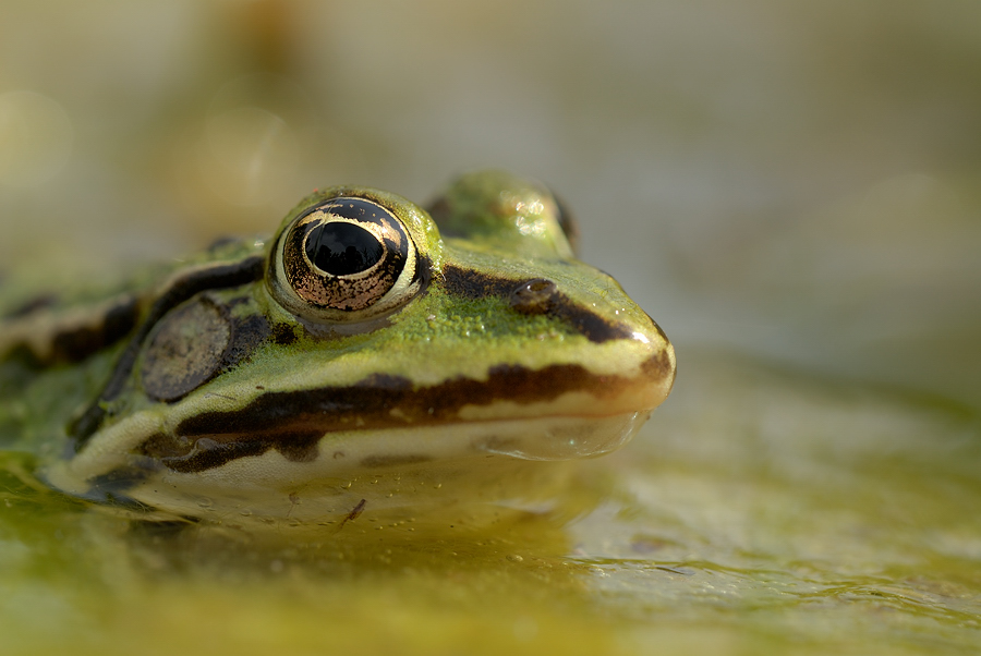 Teichfrosch im Halbprofil