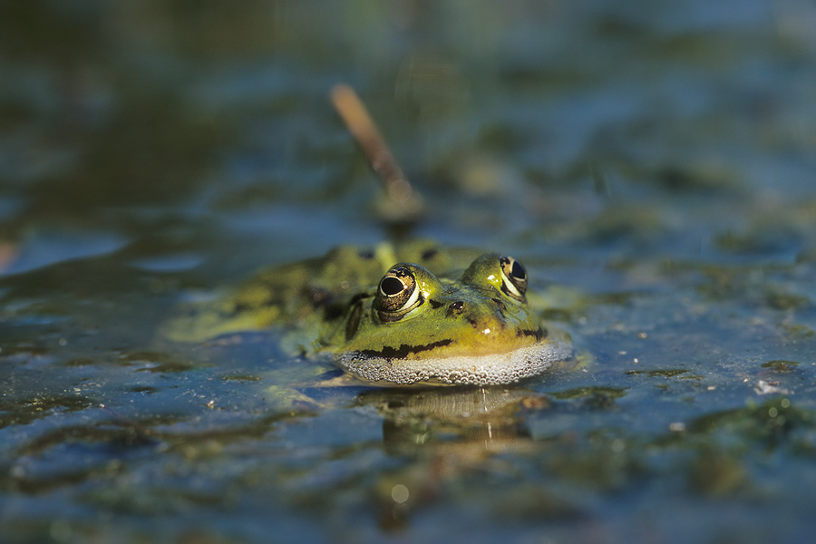 blubbernder Teichfrosch (Rana kl. esculenta)