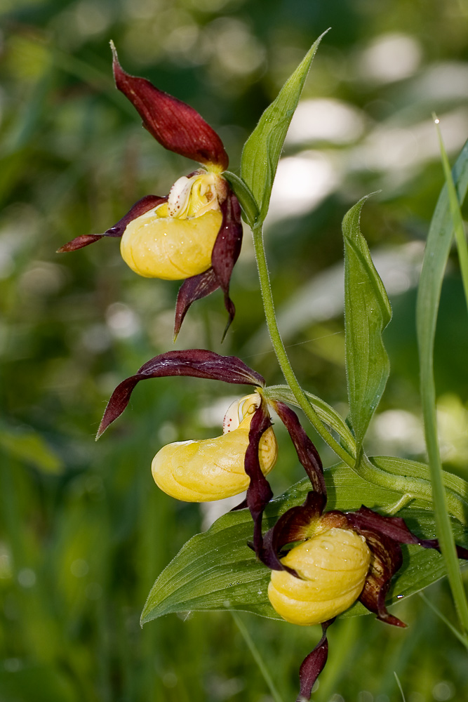 Frauenschuh mit 3 Blüten