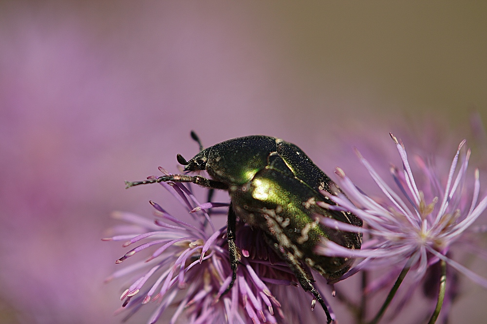 Rosenkäfer im lila Schaumbad