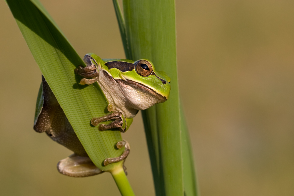 Laubfrosch (Hyla arborea)