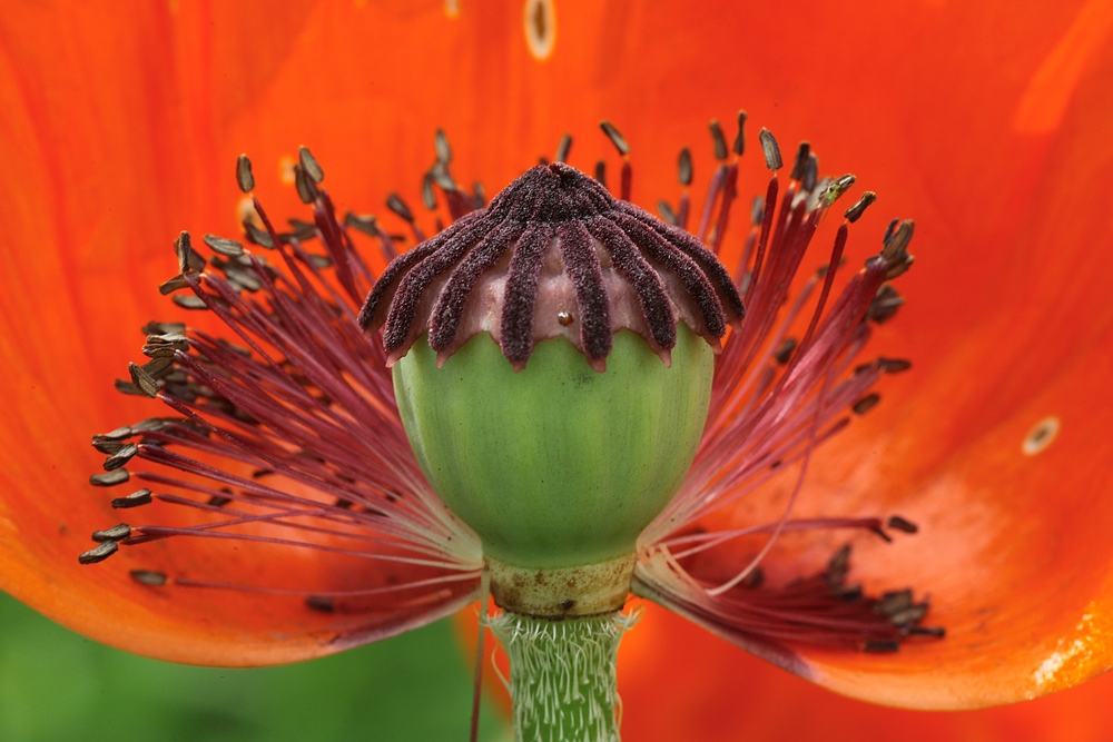 Klatschmohn