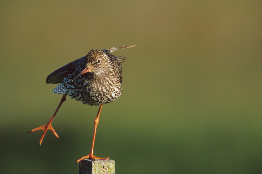 Rotschenkel (Tringa totanus) bei der Morgengymnastik