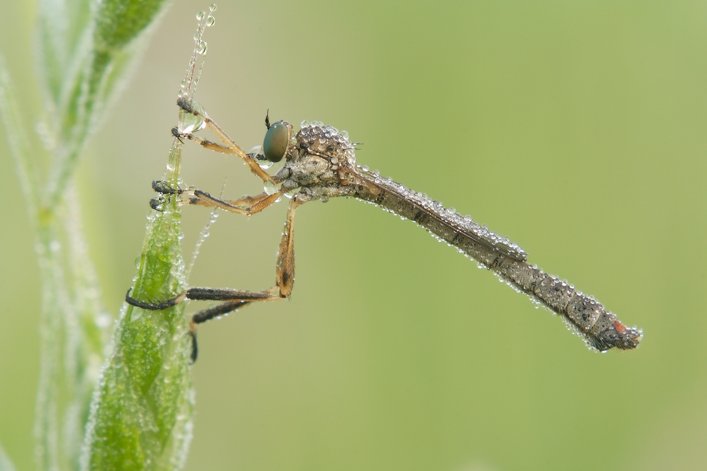 Schlankfliege #2
