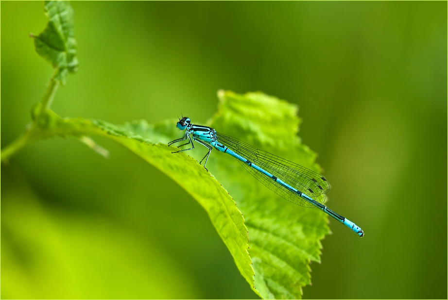 Hufeisen-Azurjungfer (Coenagrion puella)