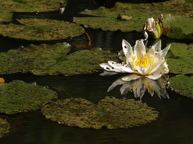 ~ Seerose ~