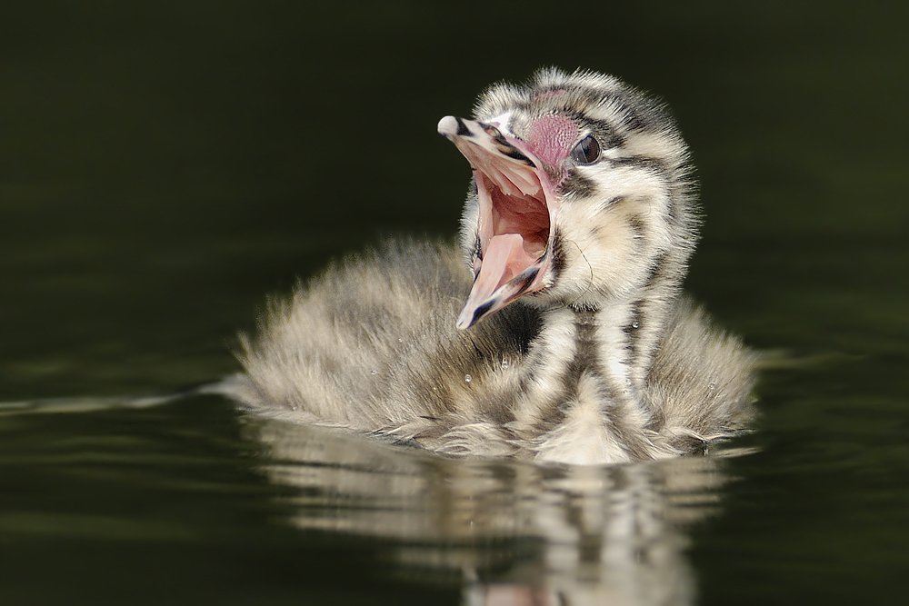 Haubentaucher (Podiceps cristatus)