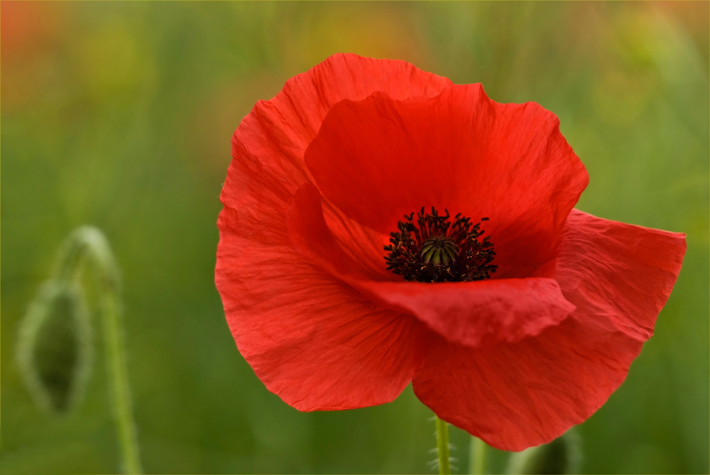 Klatschmohn