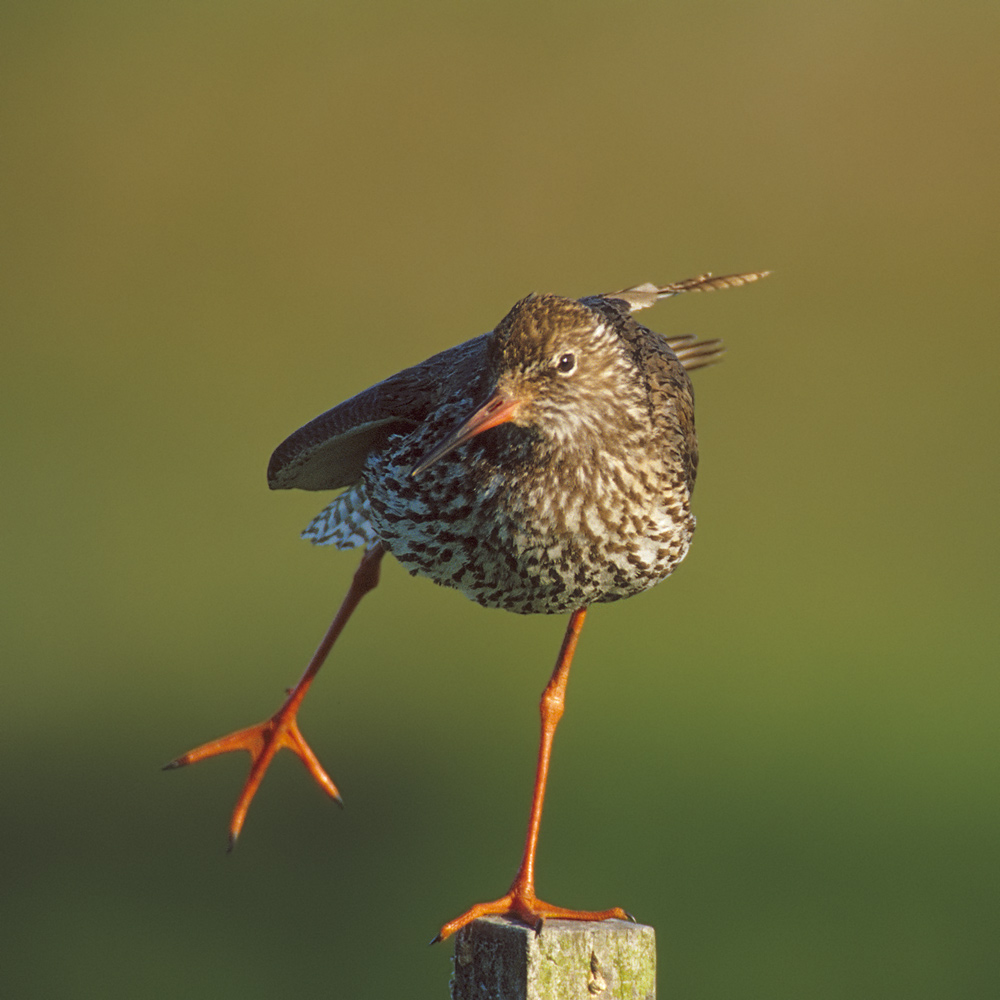 Rotschenkel (Tringa totanus) bei der Morgengymnastik II