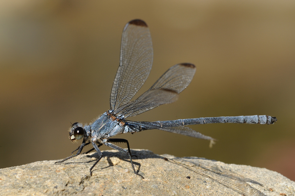 Blaue Orientjungfer (Epallage fatime)