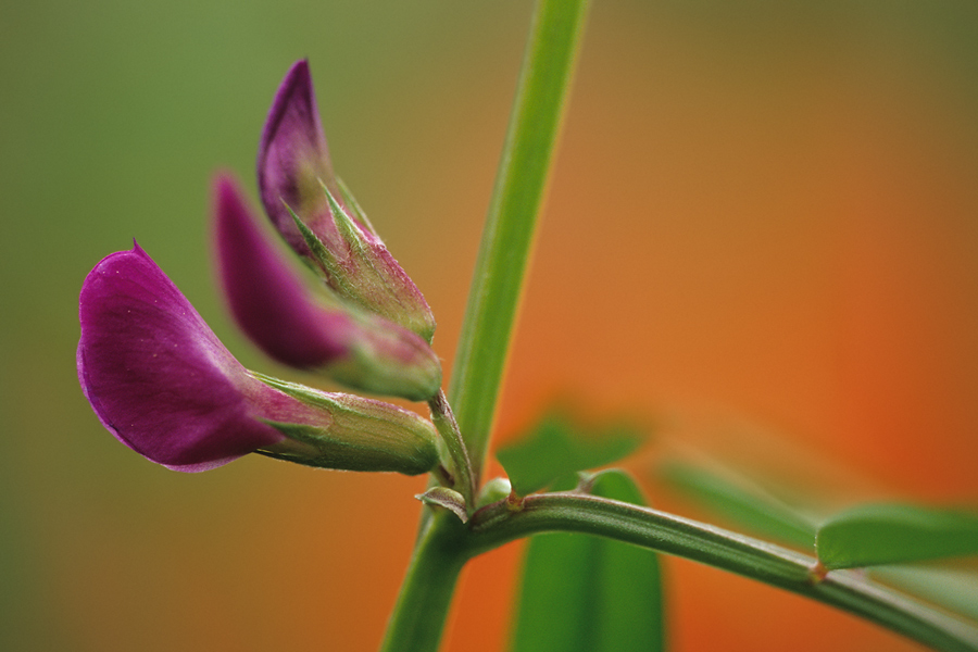 Blüten der Zaun-Wicke (Vicia sepium)