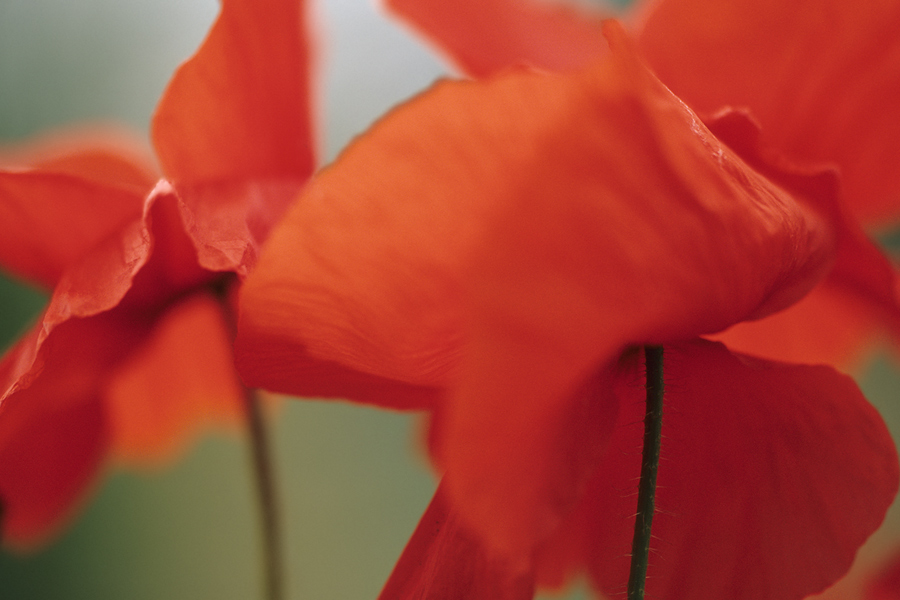 Klatschmohn (Papaver rhoeas)