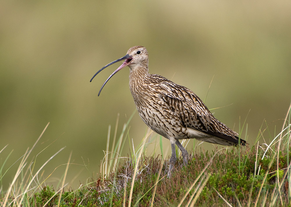 Großer Brachvogel