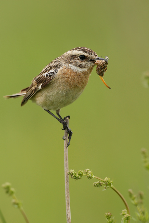 Braunkehlchen (Saxicola rubetra)