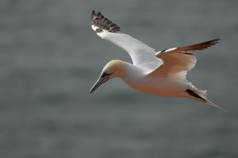 Gannet