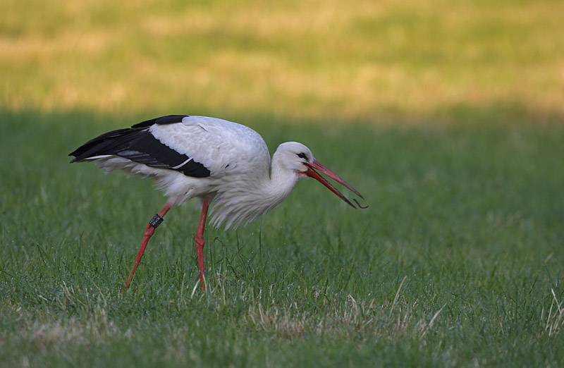 Weissstorch mit Nahrung