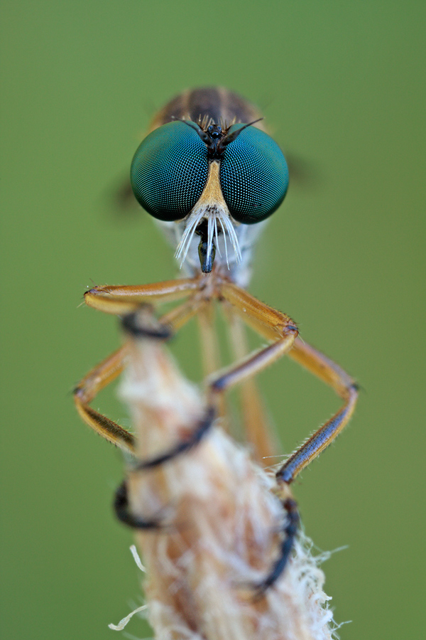 Green Eyes