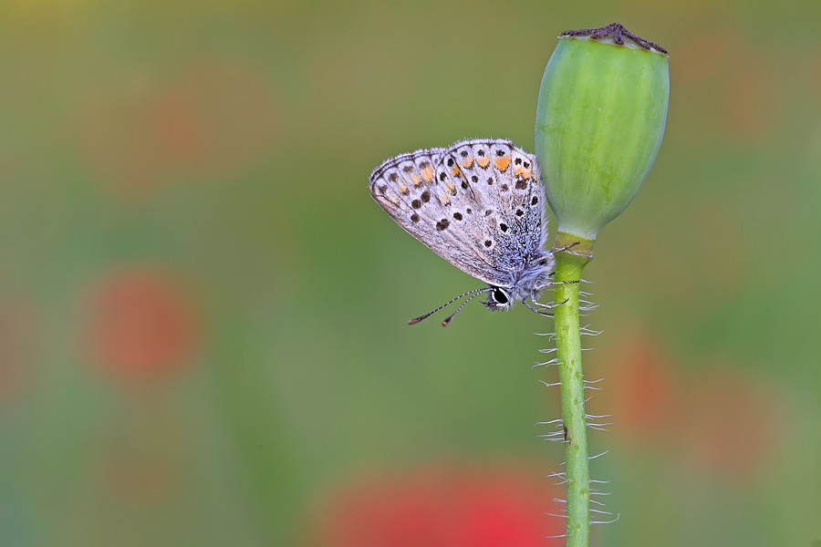 Bläuling im Mohn