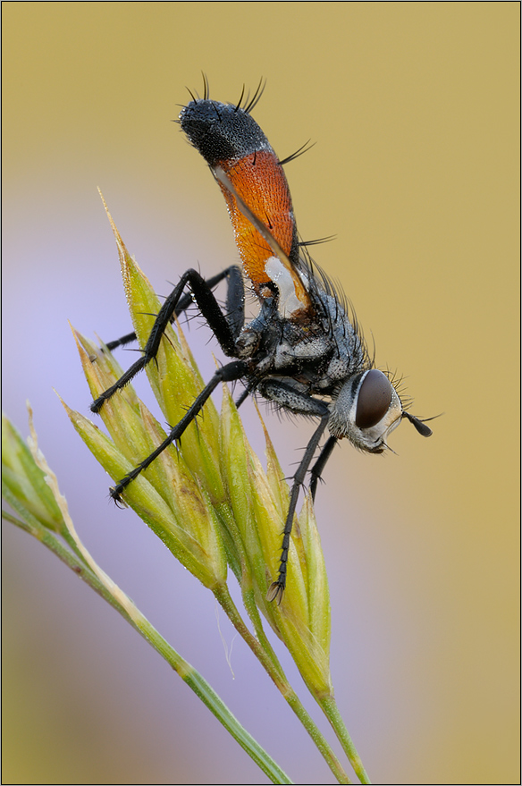 Raupenfliege (Cylindromyia spec.)