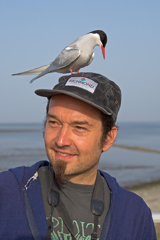 Küstenseeschwalbe mit Vogelbeobachter